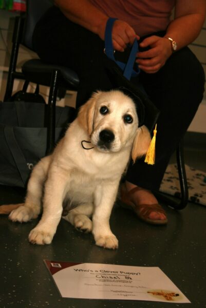 Macarthur Vet Chisel's Puppy Preschool Graduation 2
