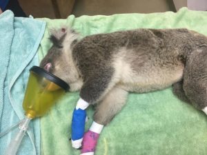 Macarthur Vet Injured Wildlife and Donations 1