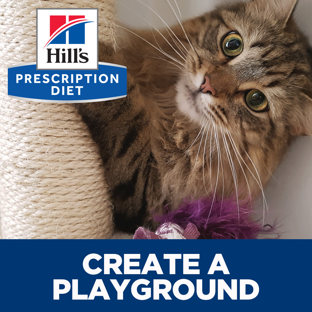 10 Tips To Relieve Your Cat S Stress Macarthur Veterinary Group