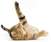 Macarthur Vet Vaccinations for Cats 1